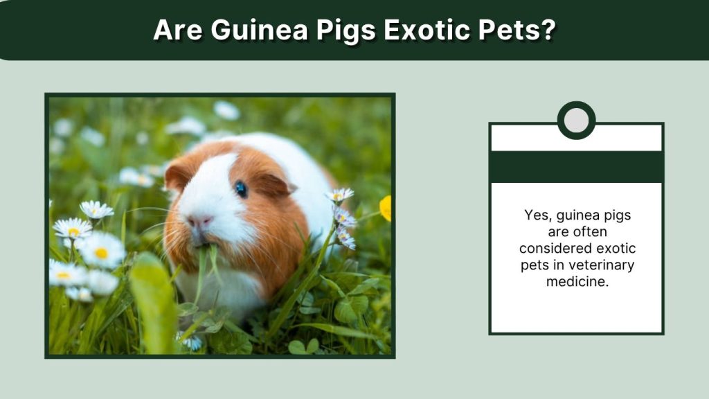 Are Guinea Pigs Exotic Pets?