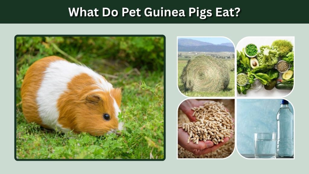 What Do Pet Guinea Pigs Eat?