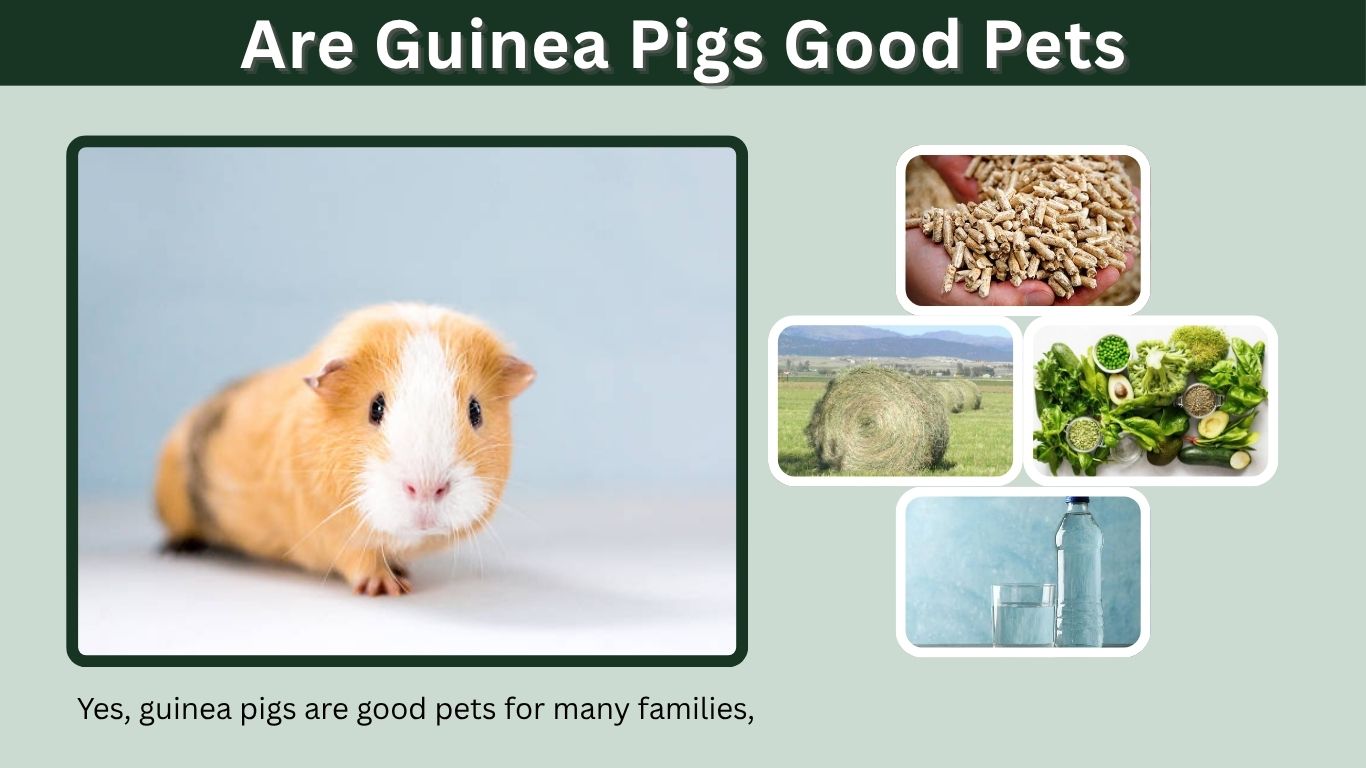 Are Guinea Pigs Good Pets? Care, Lifespan and Beginner Guide