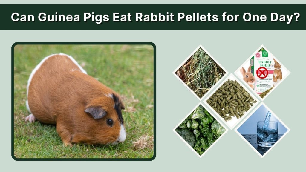 Can Guinea Pigs Eat Rabbit Pellets for One Day?