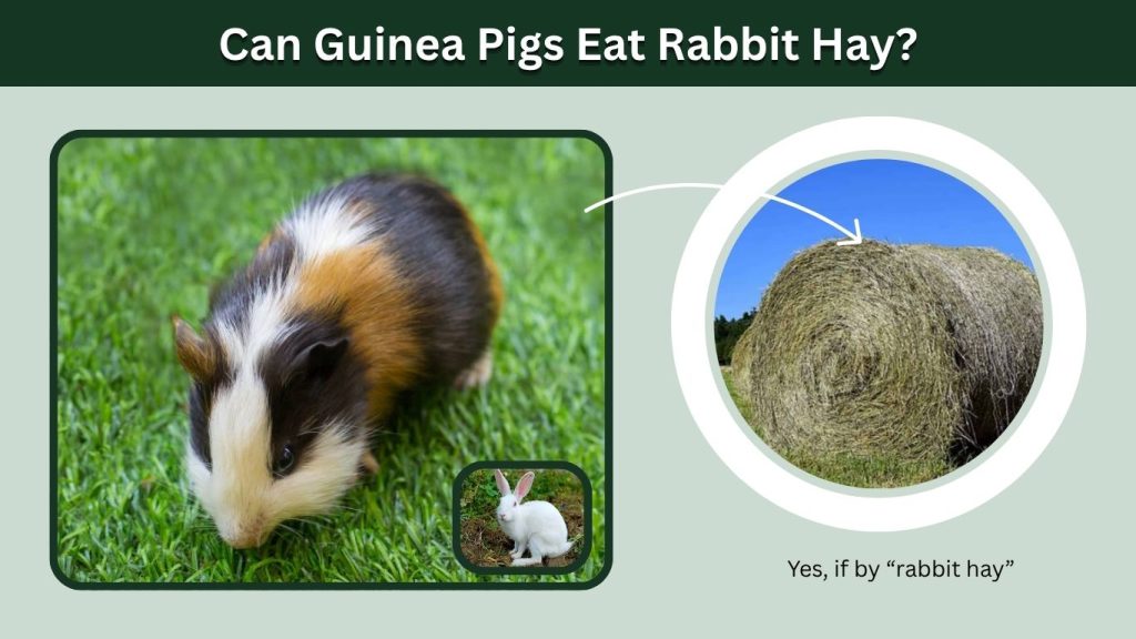 Can Guinea Pigs Eat Rabbit Hay?