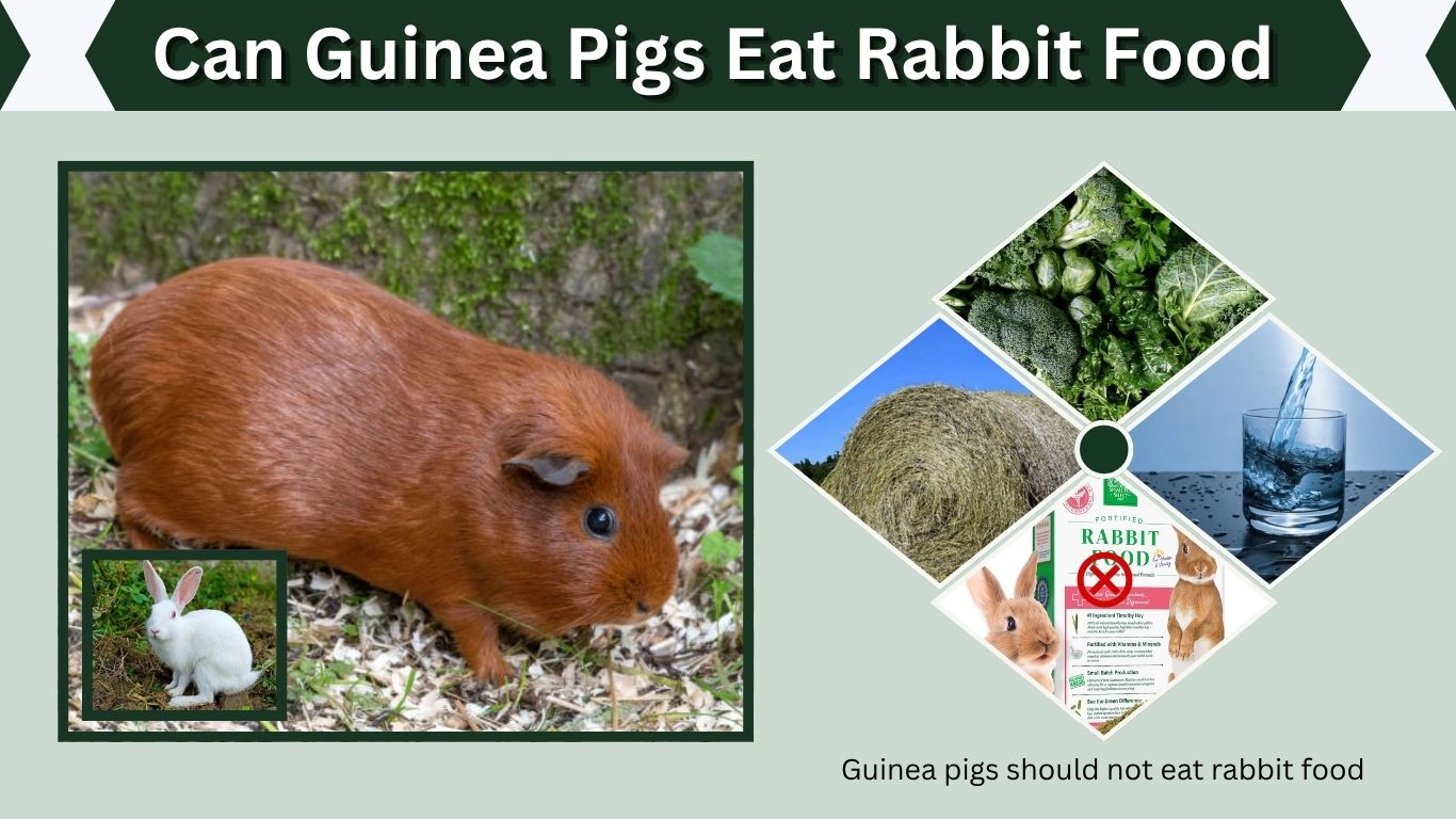 Can Guinea Pigs Eat Rabbit Food? Safe Feeding Guide