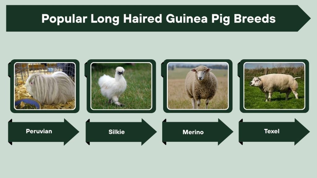 Popular Long Haired Guinea Pig Breeds