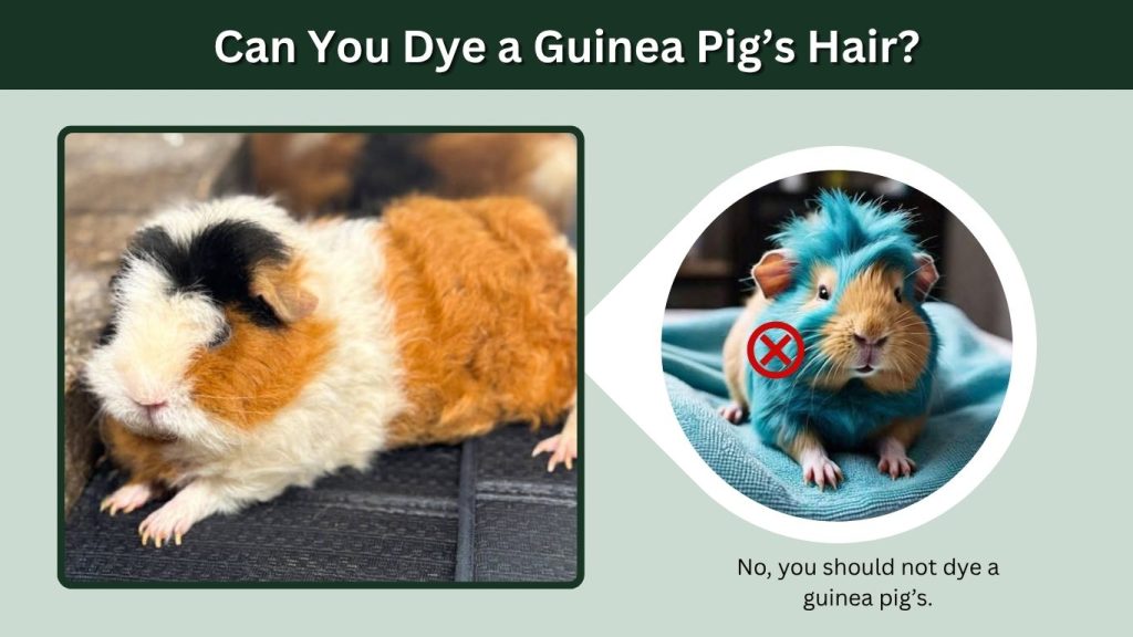 Can You Dye a Guinea Pig’s Hair?