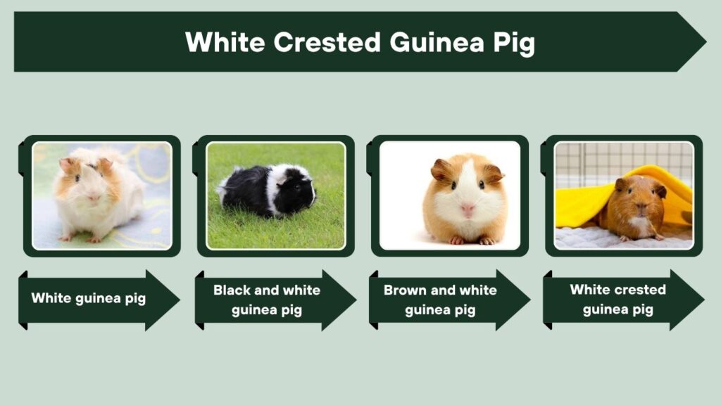 White Crested Guinea Pig