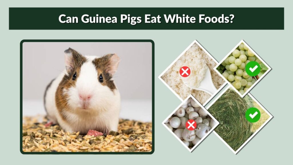 Can Guinea Pigs Eat White Foods?
