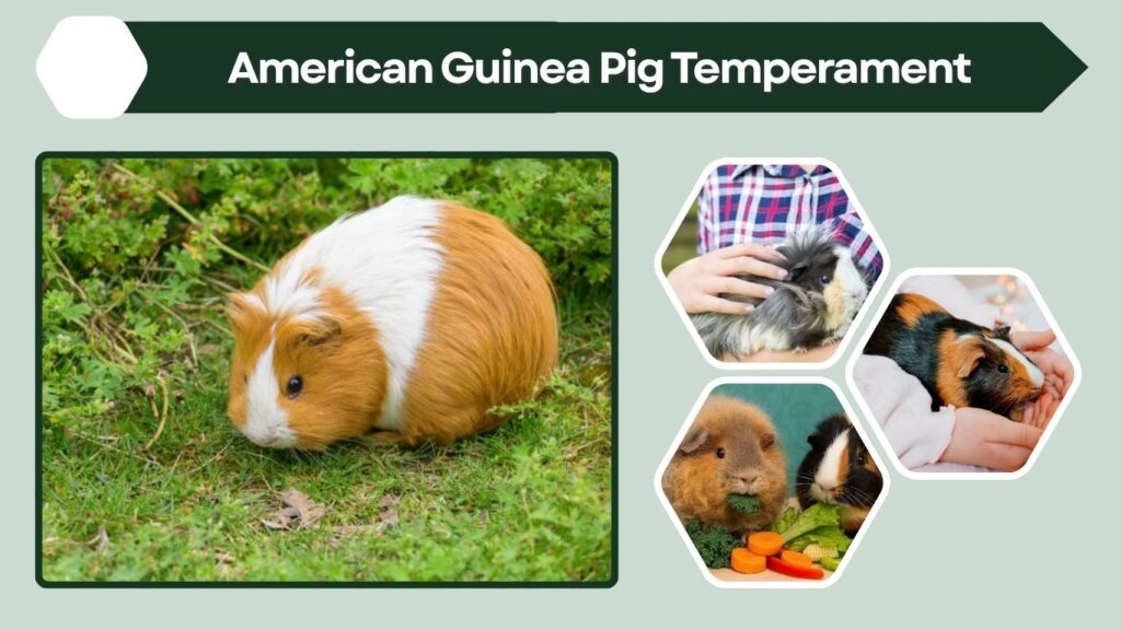 American Guinea Pig Temperament