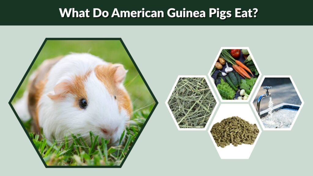 What Do American Guinea Pigs Eat?