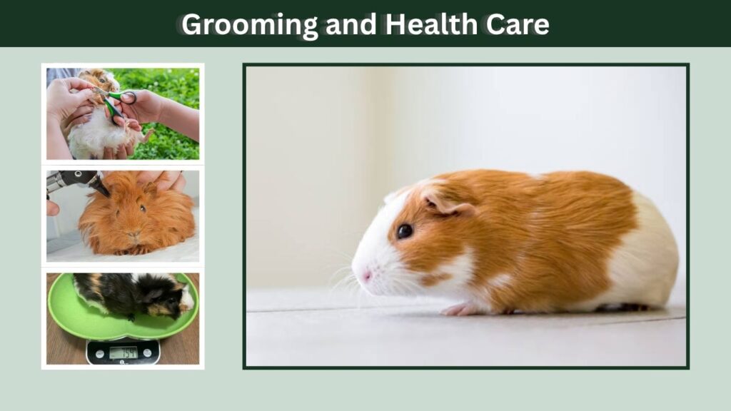 Grooming and Health Care