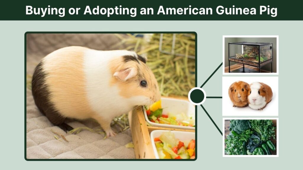 Buying or Adopting an American Guinea Pig