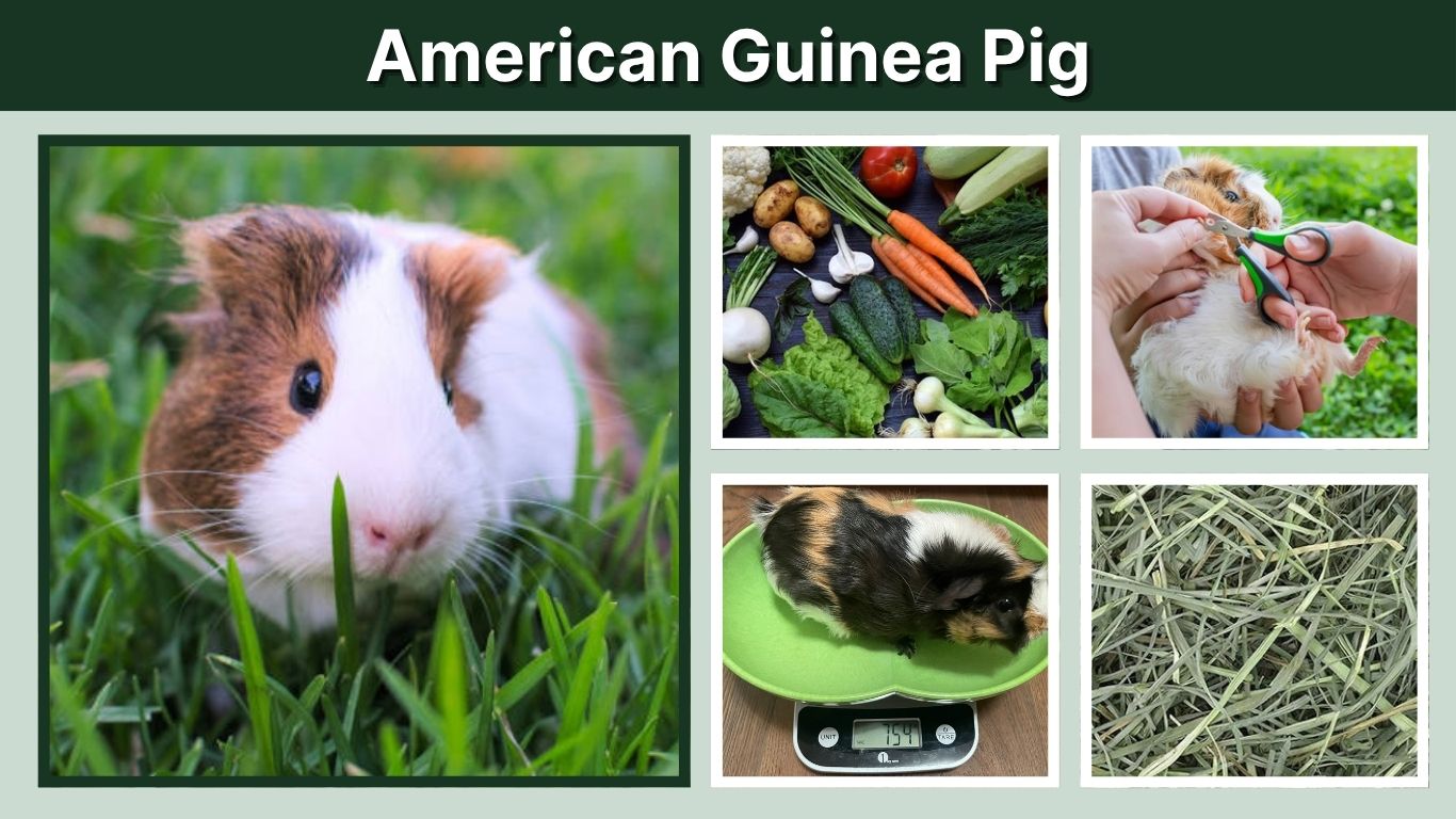 American Guinea Pig: Breed, Size, Lifespan, and Care