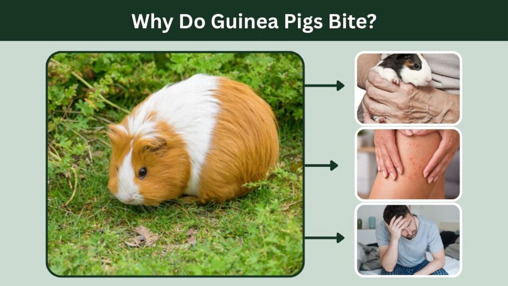 Why Do Guinea Pigs Bite?