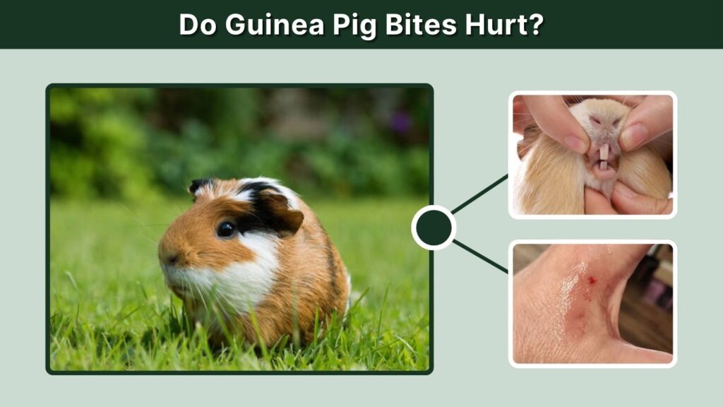 Do Guinea Pig Bites Hurt?