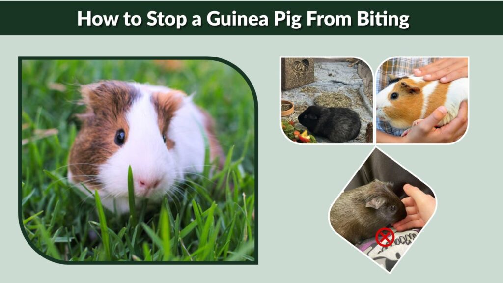 How to Stop a Guinea Pig From Biting