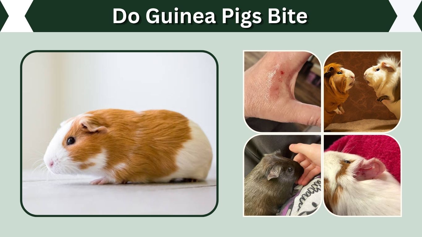 Do Guinea Pigs Bite? Causes, Prevention, and Bite Care