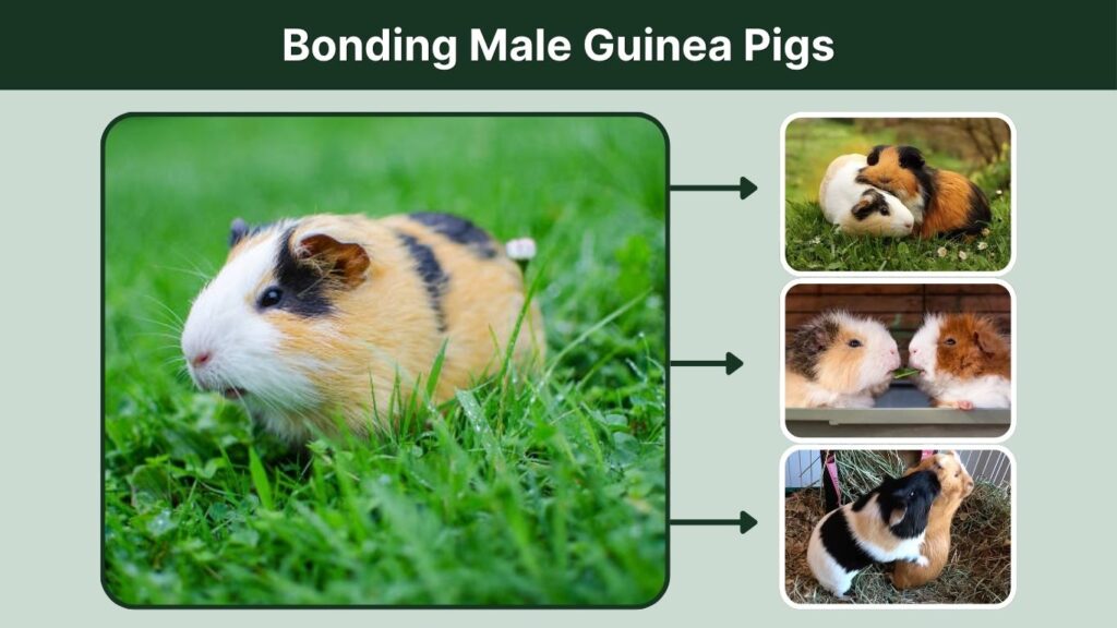 Bonding Male Guinea Pigs