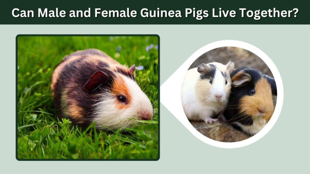 Can Male and Female Guinea Pigs Live Together?