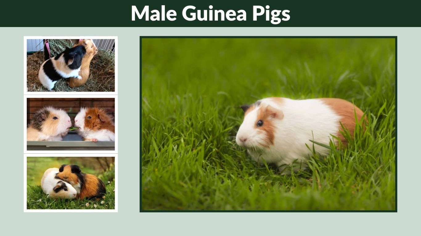 Male Guinea Pigs: Care, Behavior and Bonding Guide