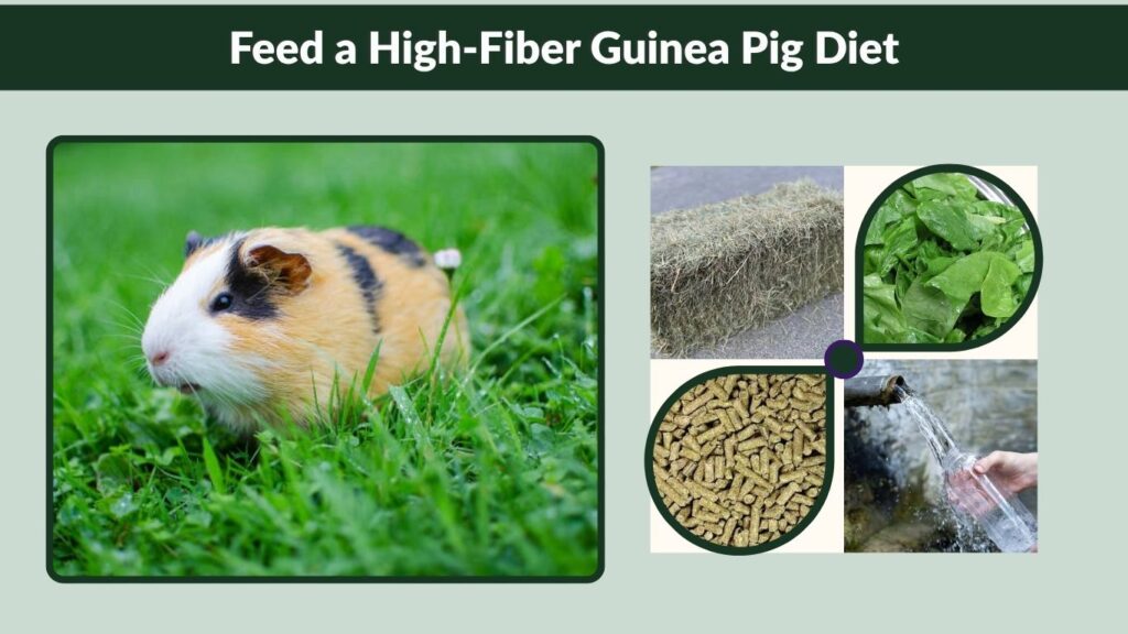 Feed a High-Fiber Guinea Pig Diet