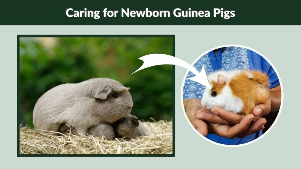 Caring for Newborn Guinea Pigs