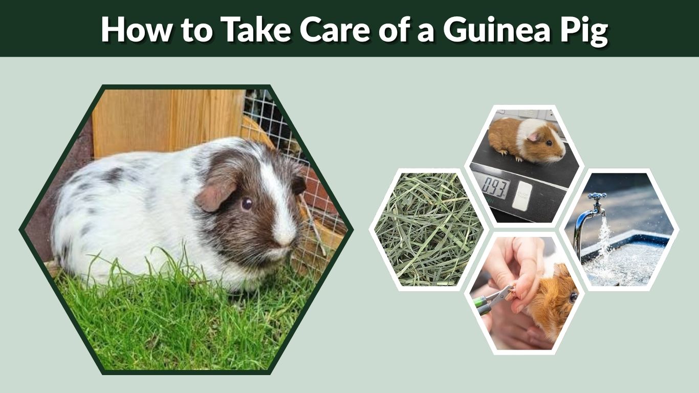 How to Take Care of a Guinea Pig: Beginner’s Guide