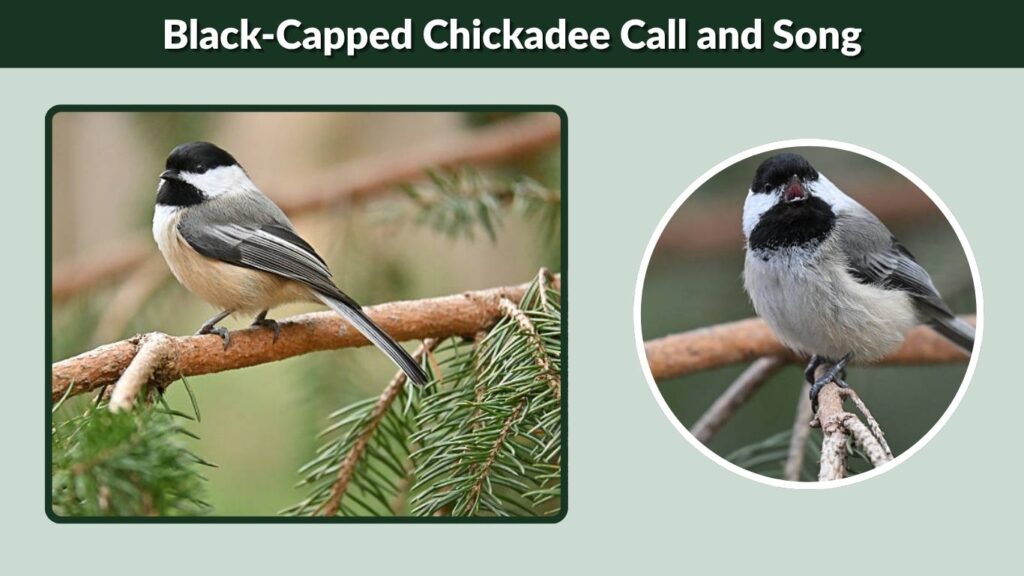 Black-Capped Chickadee Call and Song