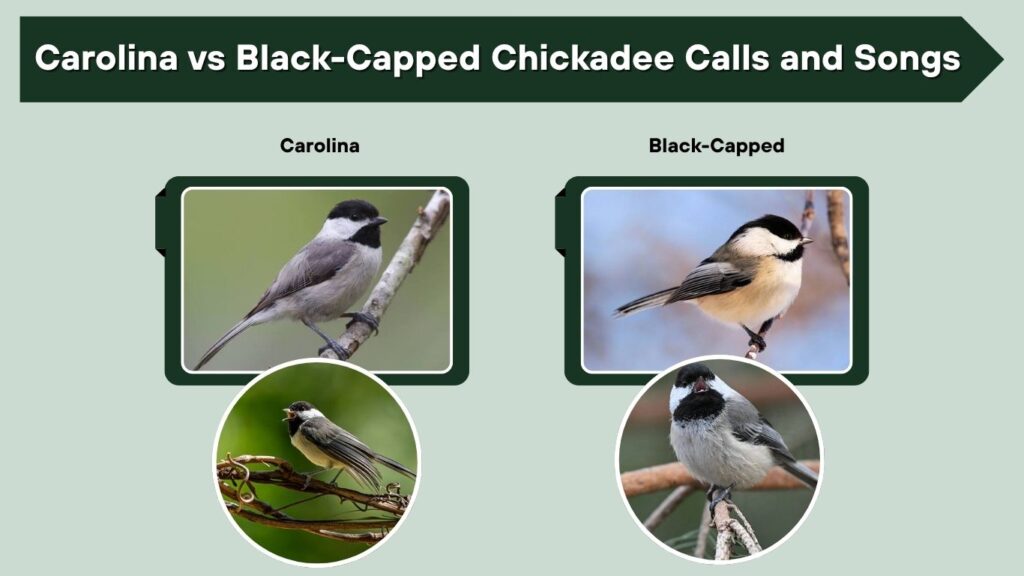 Carolina vs Black-Capped Chickadee Calls and Songs