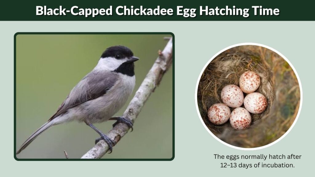 Black-Capped Chickadee Egg Hatching Time