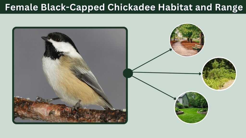 Female Black-Capped Chickadee Habitat and Range