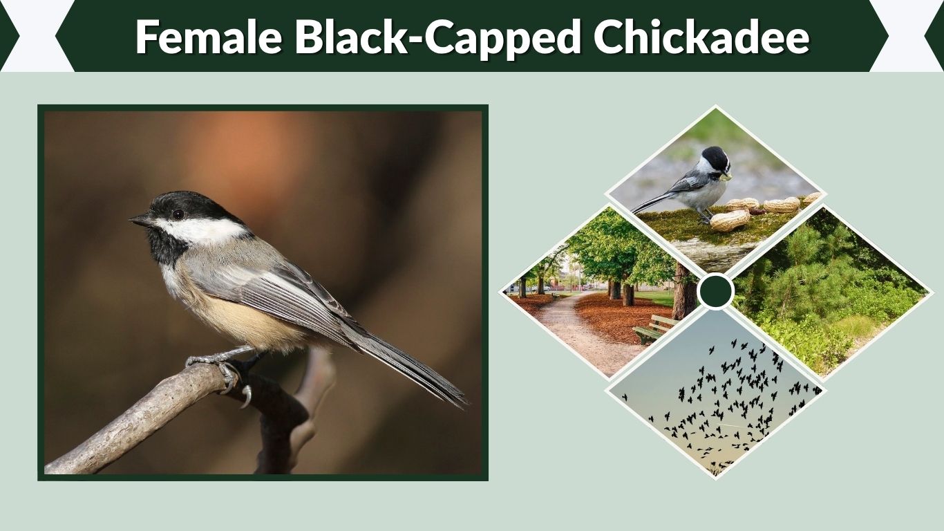 Female Black-Capped Chickadee: Male vs Female Differences