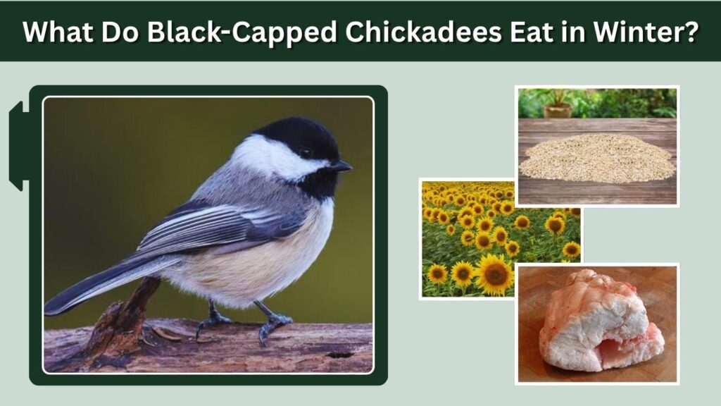 What Do Black-Capped Chickadees Eat in Winter?
