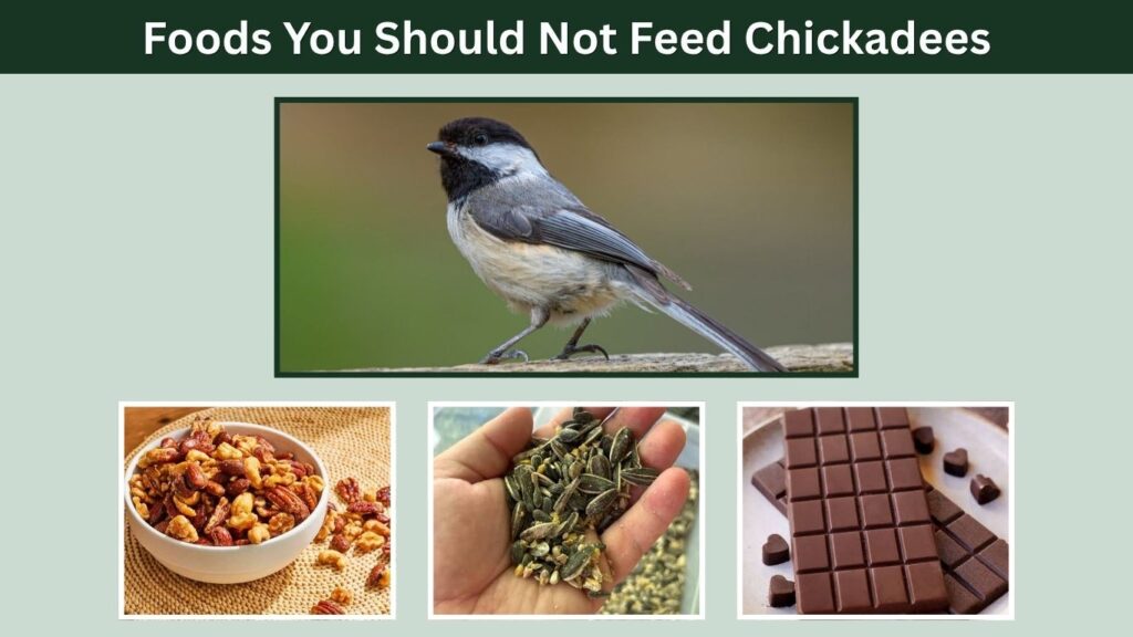 Foods You Should Not Feed Chickadees