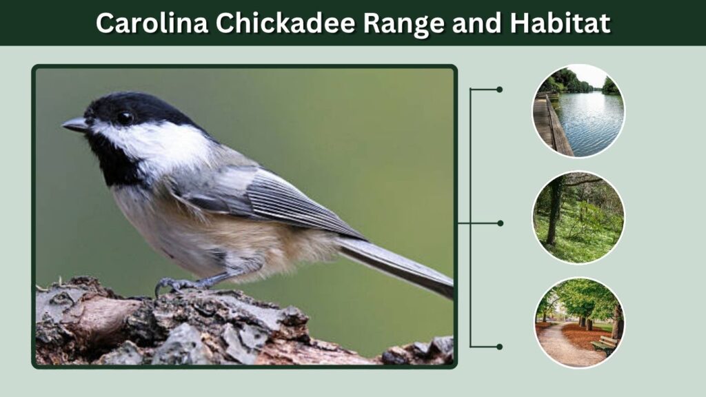 Carolina Chickadee Range and Habitat