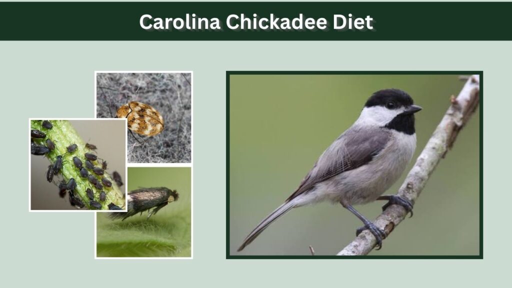 Carolina Chickadee Diet