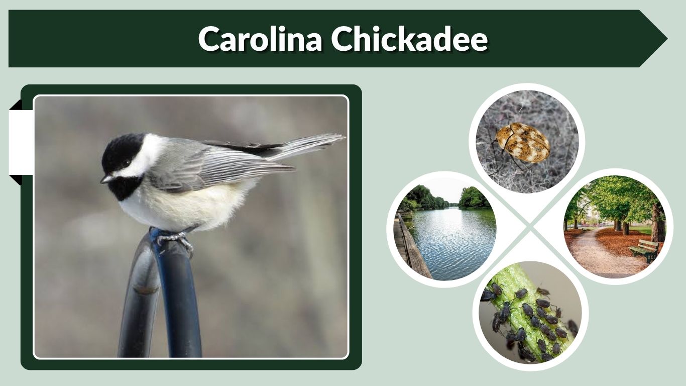 Carolina Chickadee: Identification, Song, Nest and Facts