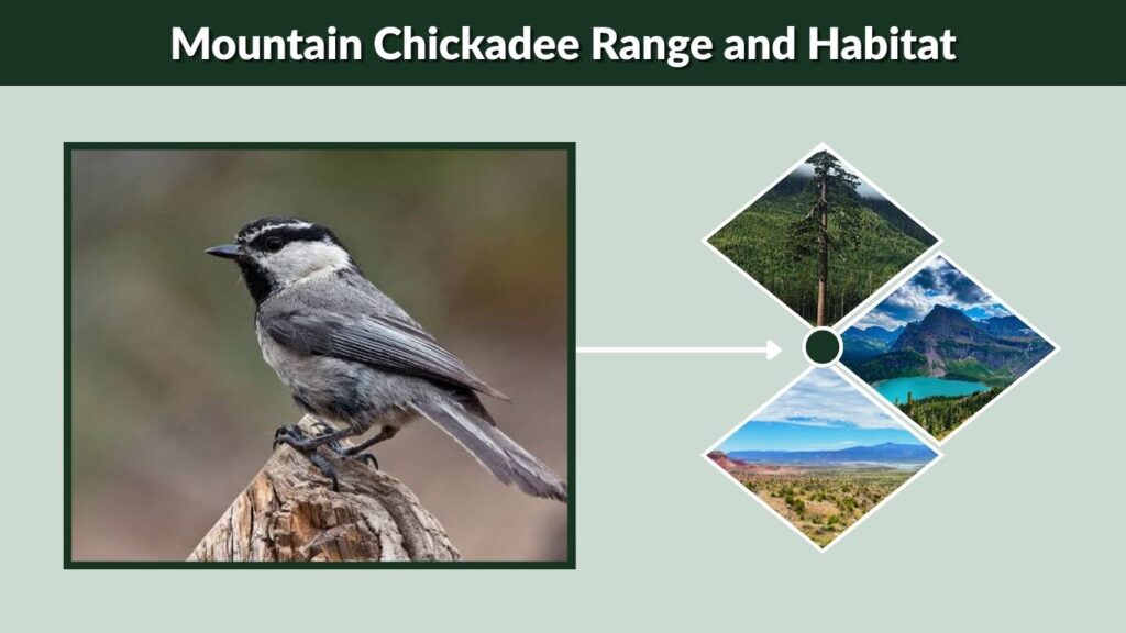Mountain Chickadee Range and Habitat