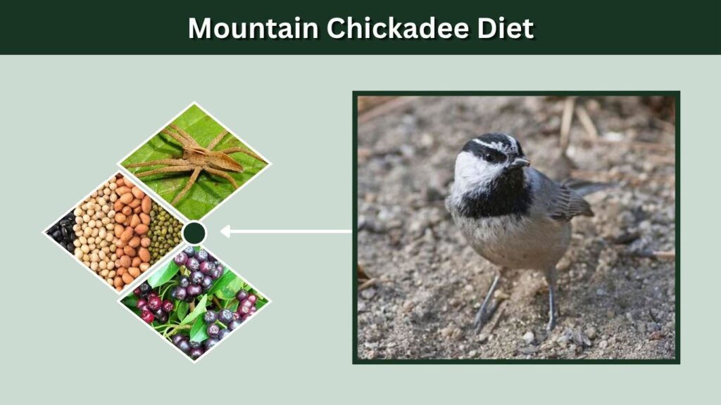 Mountain Chickadee Diet