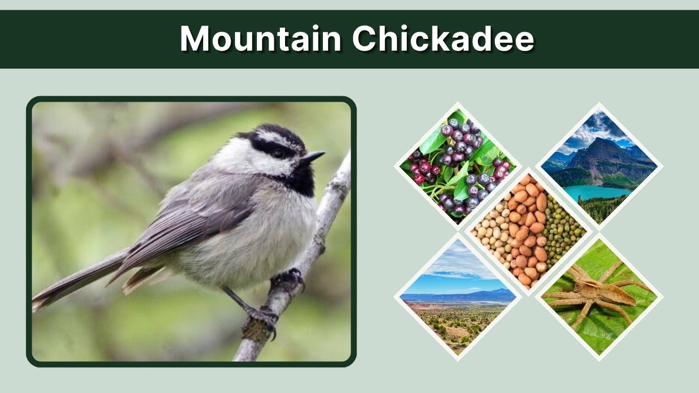 Mountain Chickadee: Identification, Call, Nest and Facts