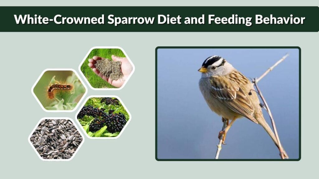 White-Crowned Sparrow Diet and Feeding Behavior