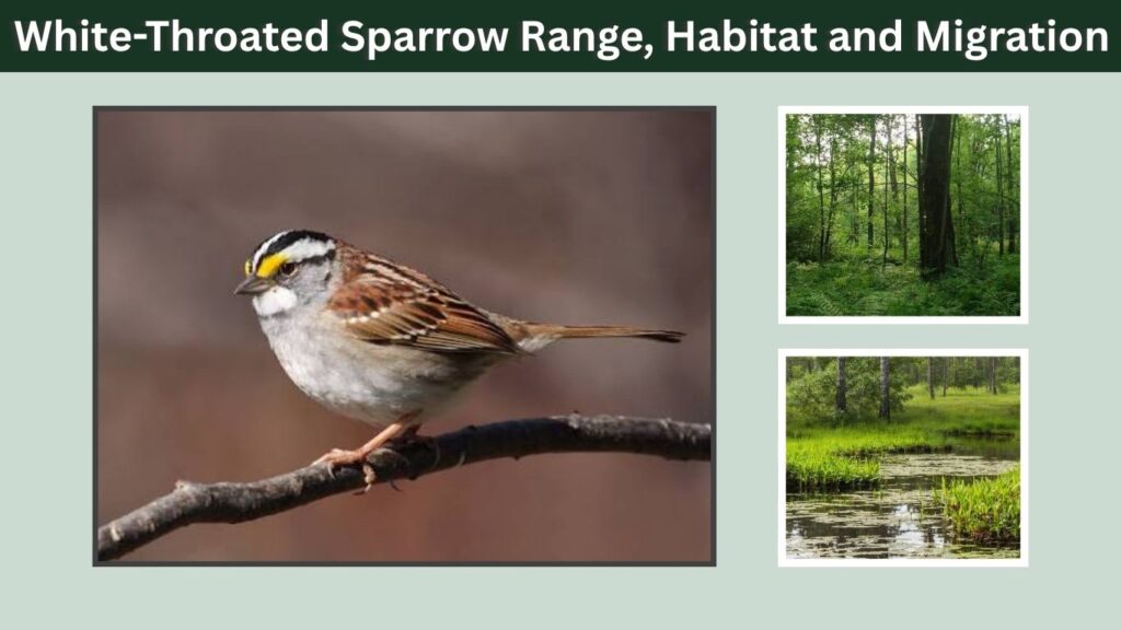 White-Throated Sparrow Range, Habitat and Migration