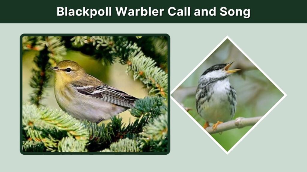 Blackpoll Warbler Call and Song