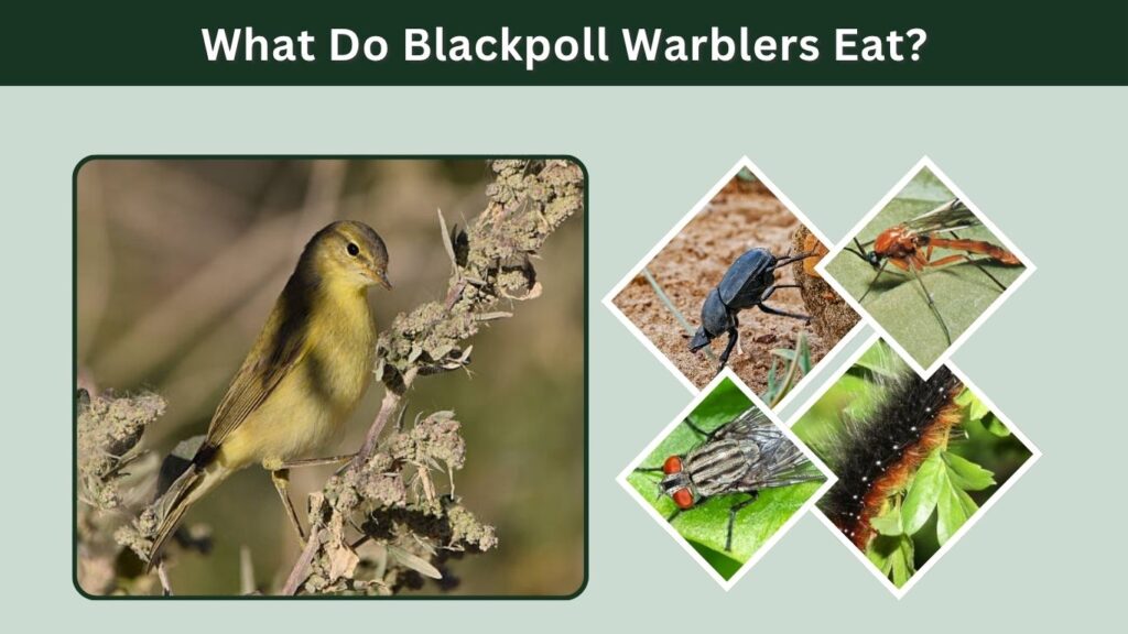 What Do Blackpoll Warblers Eat?