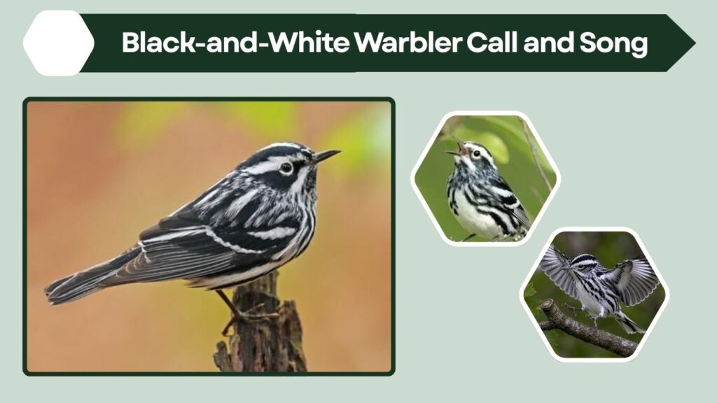 Black-and-White Warbler Call and Song