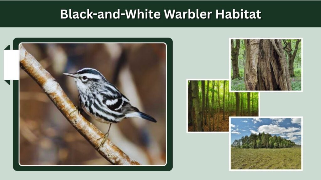 Black-and-White Warbler Habitat