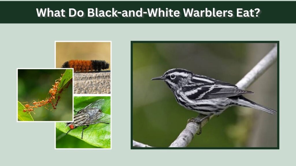 What Do Black-and-White Warblers Eat?