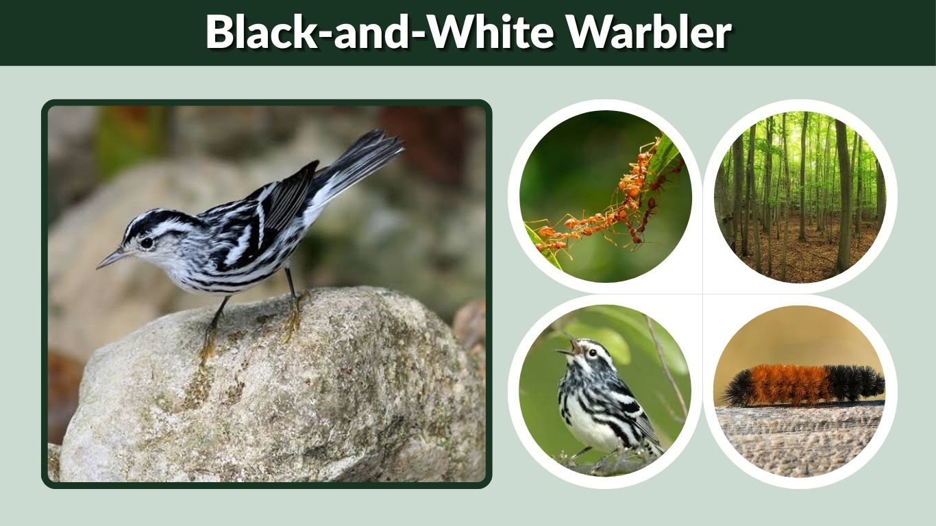 Black-and-White Warbler: Call, Habitat, Diet and Facts