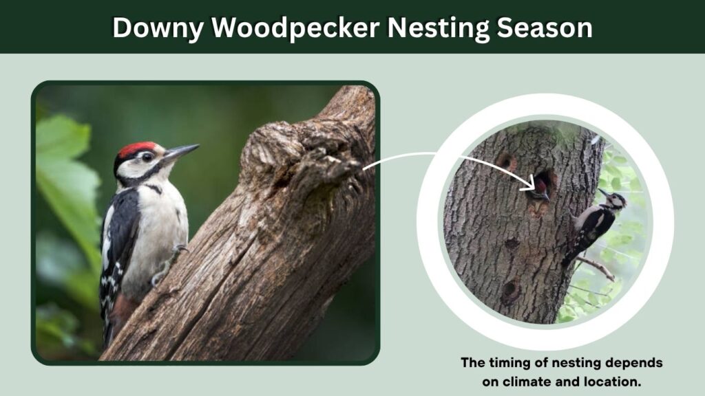 Downy Woodpecker Nesting Season