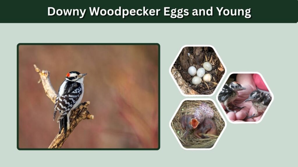Downy Woodpecker Eggs and Young
