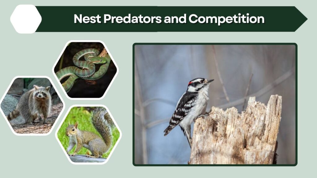 Nest Predators and Competition