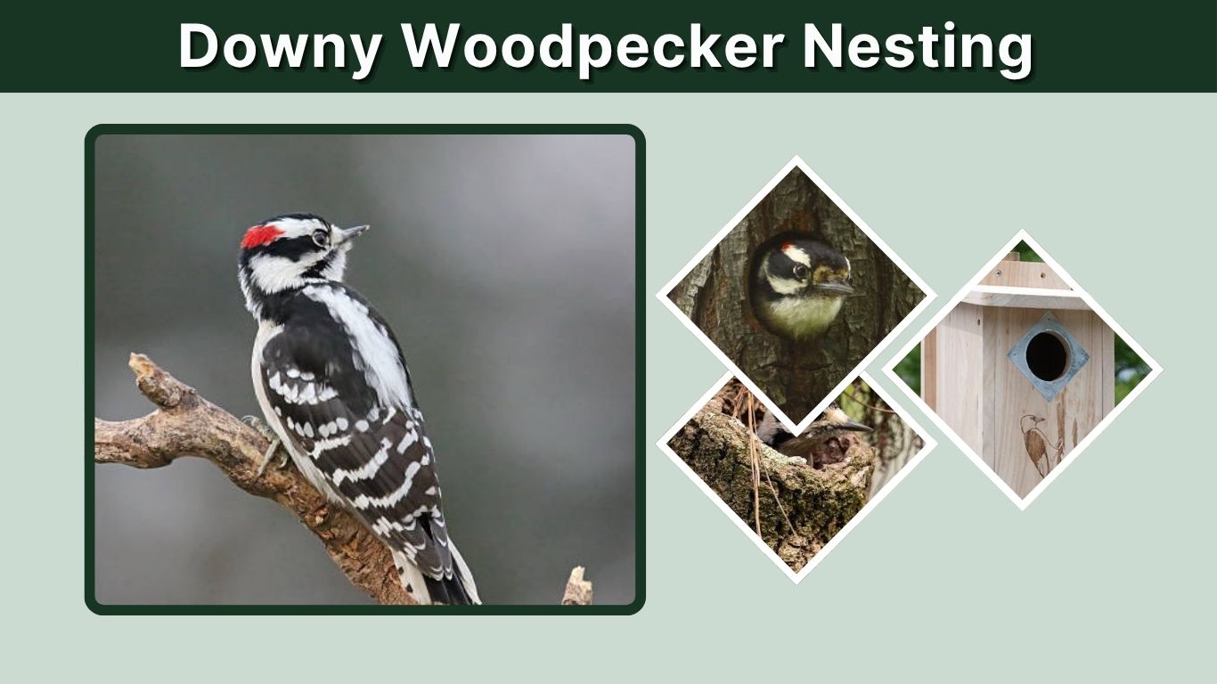 Downy Woodpecker Nesting: Nest, Eggs, Season and Habits
